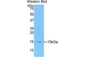 Western Blotting (WB) image for anti-Caspase 3 (CASP3) (AA 183-277) antibody (Biotin) (ABIN1173315) (Caspase 3 anticorps  (AA 183-277) (Biotin))