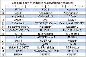 Image no. 1 for Human Cytokine Array Q4 (ABIN625724) (Humain Cytokine Array Q4)