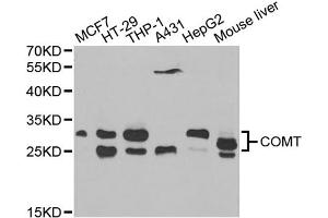Western blot analysis of extracts of various cell lines, using COMT antibody (ABIN5970617) at 1/1000 dilution. (COMT anticorps)