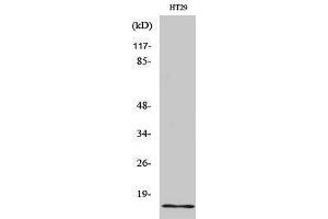 Western Blotting (WB) image for anti-Insulin-Like 4 (Placenta) (INSL4) (Internal Region) antibody (ABIN6280325) (INSL4 anticorps  (Internal Region))