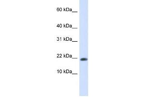 Western Blotting (WB) image for anti-GABA(A) Receptor-Associated Protein-Like 2 (GABARAPL2) antibody (ABIN2459524) (GABARAPL2 anticorps)