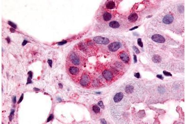 VN1R1 anticorps  (Cytoplasmic Domain)