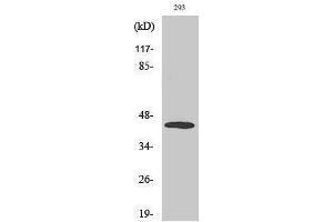 Western Blotting (WB) image for anti-Mitogen-Activated Protein Kinase Kinase 4 (MAP2K4) (pThr261) antibody (ABIN3182071) (MAP2K4 anticorps  (pThr261))