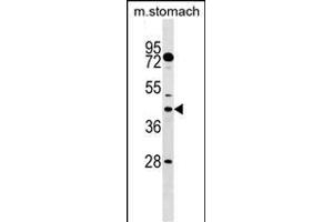 DUSP6 Antibody (N-term) (ABIN1539487 and ABIN2849153) western blot analysis in mouse stomach tissue lysates (35 μg/lane). (DUSP6 anticorps  (N-Term))