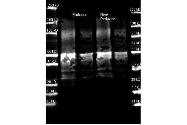 Protein A anticorps  (Rhodamine)