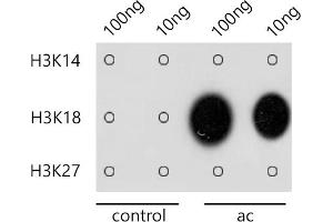 Dot-blot analysis of all sorts of methylation peptides using Acetyl-Histone H3-K18 antibody (ABIN7267668) at 1:1000 dilution. (Histone 3 anticorps  (H3K18))
