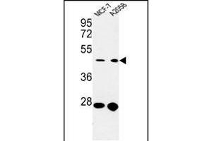 Western blot analysis of CDC37 Antibody (Center) (ABIN652914 and ABIN2842588) in MCF-7,  cell line lysates (35 μg/lane). (CDC37 anticorps  (AA 116-144))