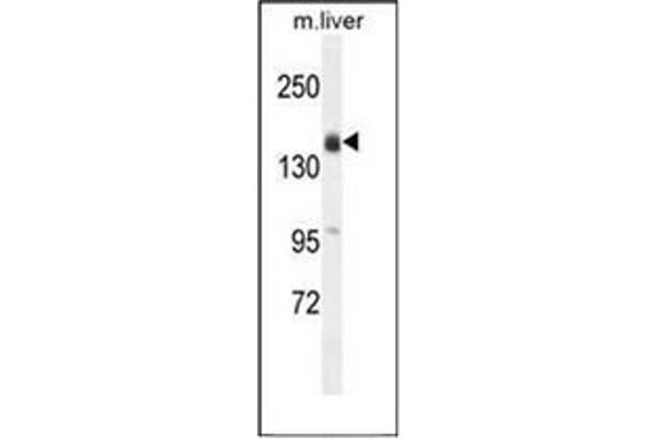 OTOA anticorps  (N-Term)