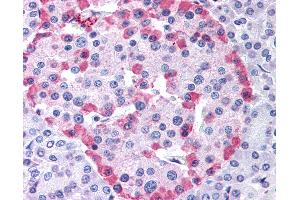 Anti-GLP1R antibody IHC of human pancreas. (GLP1R anticorps  (Cytoplasmic Domain))