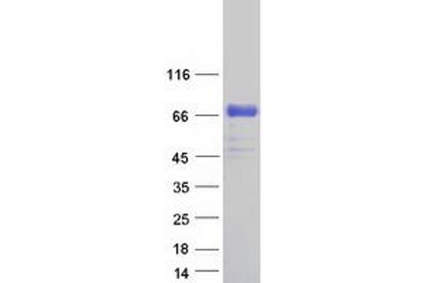 PLBD2 Protein (Myc-DYKDDDDK Tag)