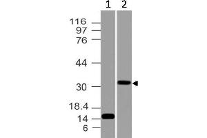 Image no. 1 for anti-CD274 (PD-L1) (AA 18-227) antibody (ABIN5027433) (PD-L1 anticorps  (AA 18-227))