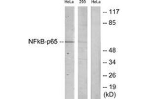 Western blot analysis of extracts from HeLa/293 cells, using NF-kappaB p65 (Ab-468) Antibody. (NF-kB p65 anticorps  (AA 435-484))