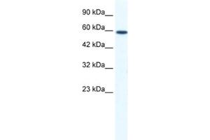 Western Blotting (WB) image for anti-DEAD (Asp-Glu-Ala-Asp) Box Polypeptide 5 (DDX5) antibody (ABIN2461340) (DDX5 anticorps)