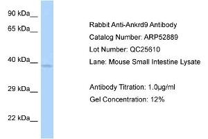 Western Blotting (WB) image for anti-Ankyrin Repeat Domain 9 (ANKRD9) (C-Term) antibody (ABIN2785138) (ANKRD9 anticorps  (C-Term))