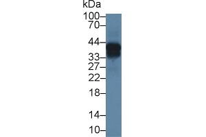 Western blot analysis of Mouse Lung lysate, using Mouse ON Antibody (1 µg/ml) and HRP-conjugated Goat Anti-Rabbit antibody ( (SPARC anticorps  (AA 18-302))