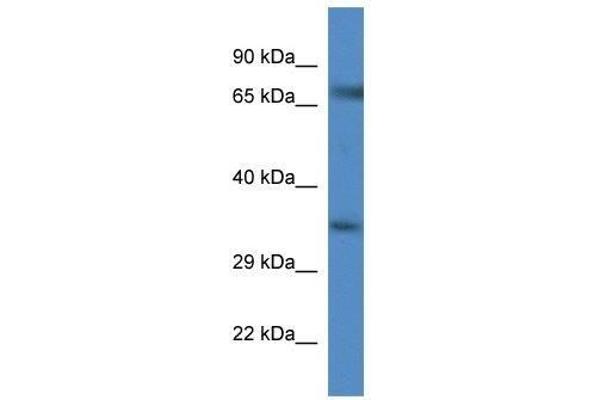 GLYT1 anticorps  (C-Term)