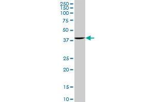 ACTB monoclonal antibody (M01A), clone 3G4-F9. (beta Actin anticorps  (AA 1-375))