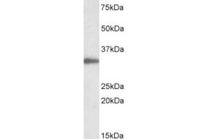Western Blotting (WB) image for anti-Proliferating Cell Nuclear Antigen (PCNA) (Internal Region) antibody (ABIN2465140) (PCNA anticorps  (Internal Region))