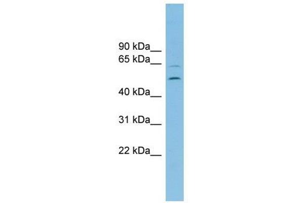 C2orf30 anticorps  (Middle Region)