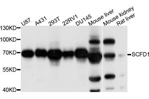 Western blot analysis of extracts of various cell lines, using SCFD1 antibody. (SCFD1 anticorps)