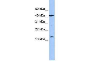 LOC727817 antibody used at 0. (LOC727817 anticorps  (N-Term))