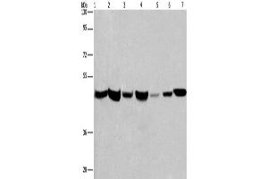 Western Blotting (WB) image for anti-Adipocyte Plasma Membrane Associated Protein (APMAP) antibody (ABIN2431984) (APMAP anticorps)