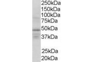 Western Blotting (WB) image for anti-Retinoid X Receptor, gamma (RXRG) (Internal Region) antibody (ABIN2466227) (Retinoid X Receptor gamma anticorps  (Internal Region))