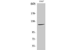 Western Blotting (WB) image for anti-Fucokinase (FUK) (N-Term) antibody (ABIN3175171) (FUK anticorps  (N-Term))