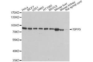 Western blot analysis of extracts of various cell lines, using HSPA5 antibody (ABIN5970071) at 1/1000 dilution. (GRP78 anticorps)