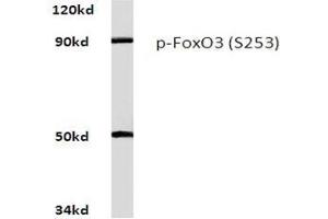Western blot analysis of Phospho-FoxO3 Antibody (pSer253) in Raw264. (FOXO3 anticorps  (pSer253))