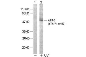 Western blot analysis of extract from HeLa cells, using ATF-2 (phospho-Thr71 or 53) antibody (E011031). (ATF2 anticorps  (pThr53, pThr71))