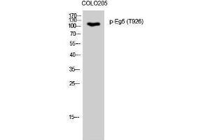 Western Blotting (WB) image for anti-Kinesin Family Member 11 (KIF11) (pThr926) antibody (ABIN3173050) (KIF11 anticorps  (pThr926))