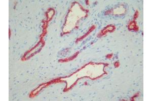 Immunohistochemistry (IHC) image for anti-Platelets antibody (ABIN781797) (Platelets anticorps)