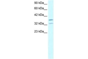 Western Blotting (WB) image for anti-Forkhead Box L1 (FOXL1) antibody (ABIN2460420) (FOXL1 anticorps)