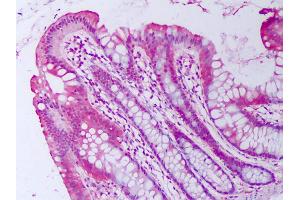 Anti-BMP2 antibody IHC of human colon, epithelium. (BMP2 anticorps)