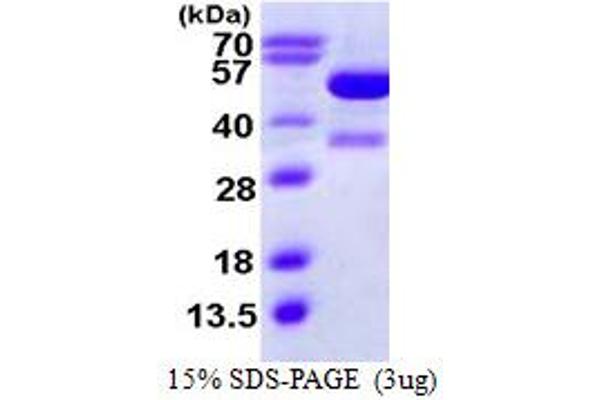 KAT2A Protein (AA 411-837) (His tag)