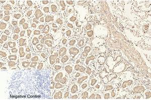 Immunohistochemical analysis of paraffin-embedded human stomach tissue. (CD4 anticorps)