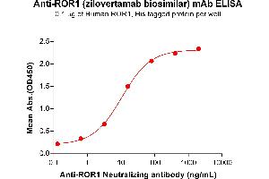 ELISA plate pre-coated by 2 μg/mL (100 μL/well) Human , His tagged protein ABIN6964103, ABIN7042461 and ABIN7042462 can bind Anti- Neutralizing antibody  (ABIN7093085 and ABIN7272615) in a linear range of 0. (Recombinant ROR1 (Zilovertamab Biosimilar) anticorps)