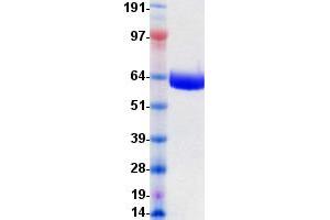 Validation with Western Blot (EPH Receptor B4 Protein (EPHB4) (DYKDDDDK-His Tag))