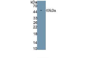 Detection of Recombinant CHIKV, Human using Monoclonal Antibody to Chikungunya Virus (CHIKV) (Chikungunya Virus (CHIKV) anticorps)