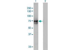 Western Blot analysis of ACOX2 expression in transfected 293T cell line by ACOX2 monoclonal antibody (M01), clone 1D1. (Acox2 anticorps  (AA 582-681))