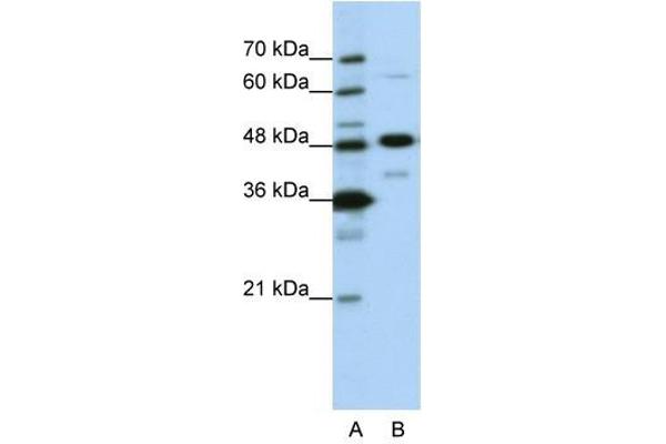 NOL4 anticorps  (N-Term)