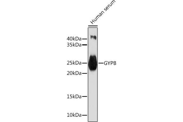 CD235b/GYPB anticorps  (AA 1-91)