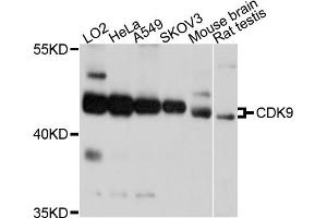 Western blot analysis of extracts of various cell lines, using CDK9 antibody (ABIN5995939) at 1/1000 dilution. (CDK9 anticorps)