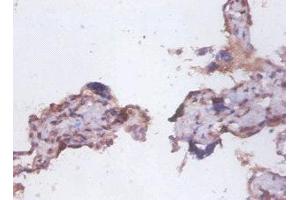 Immunohistochemistry of paraffin-embedded human placenta tissue using ABIN7173891 at dilution of 1:100 (FAS anticorps  (AA 26-171))