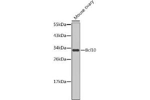 Western blot analysis of extracts of mouse ovary, using Bcl10 antibody (ABIN1678837 and ABIN5663604). (BCL10 anticorps)