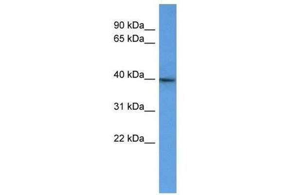 B3GAT2 anticorps  (C-Term)