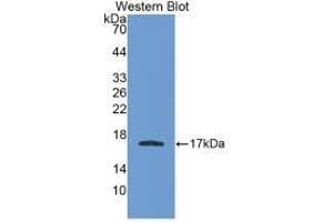 Western blot analysis of recombinant Human APOA1. (APOA1 anticorps  (AA 122-267))