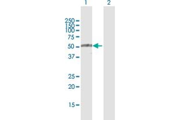 TRIM35 anticorps  (AA 1-493)