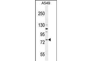 Western blot analysis in A549 cell line lysates (35ug/lane). (FZD6 anticorps  (AA 493-520))